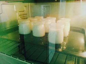 自制酸奶（泡沫箱/电饭锅/烤箱/面包机版）的做法 步骤10