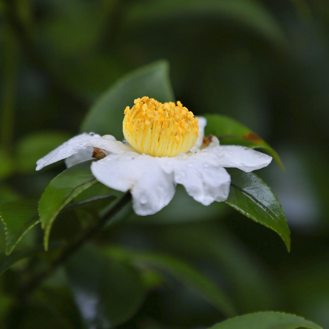 绿达山茶花小妹妹