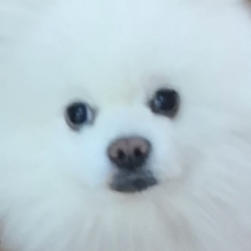 小厨方儿