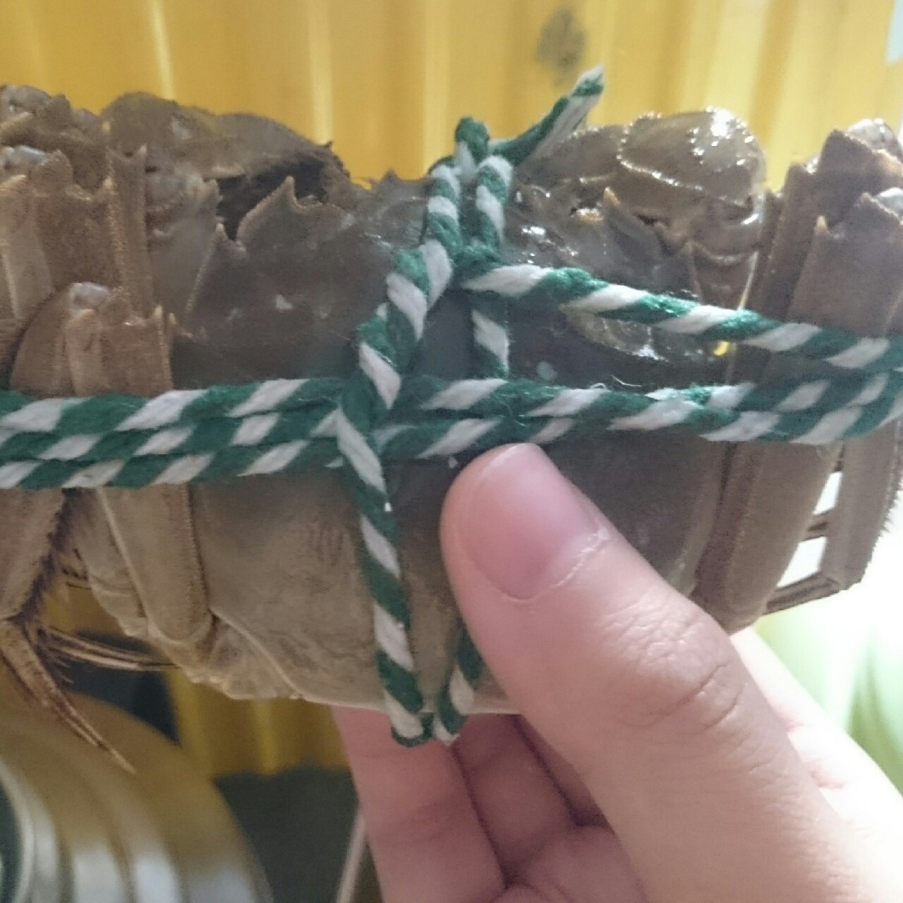 兔人子做的徒手绑螃蟹