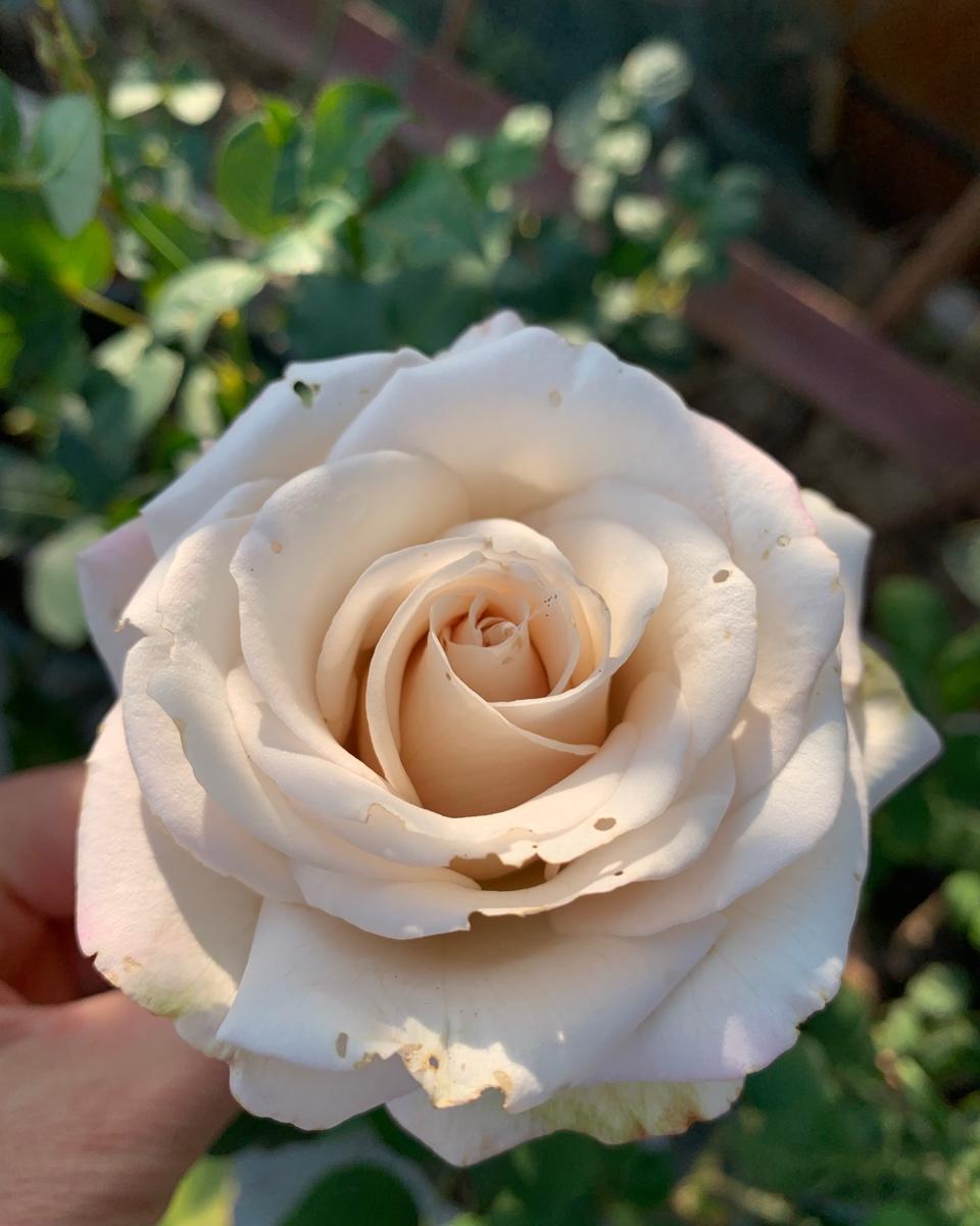 花花草草