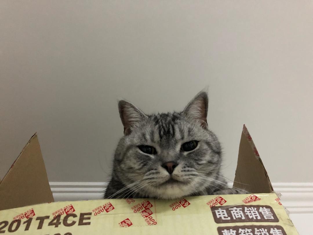 超夯孜然烤猪蹄