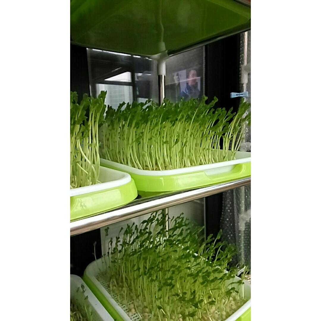 水培芽苗菜