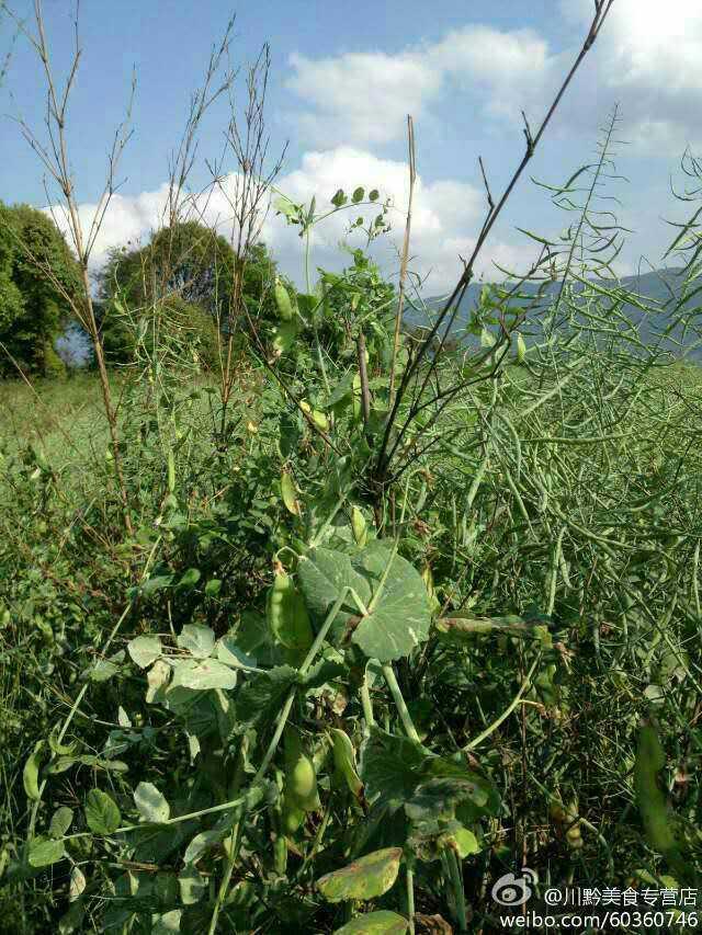 原生态的鲫鱼汤