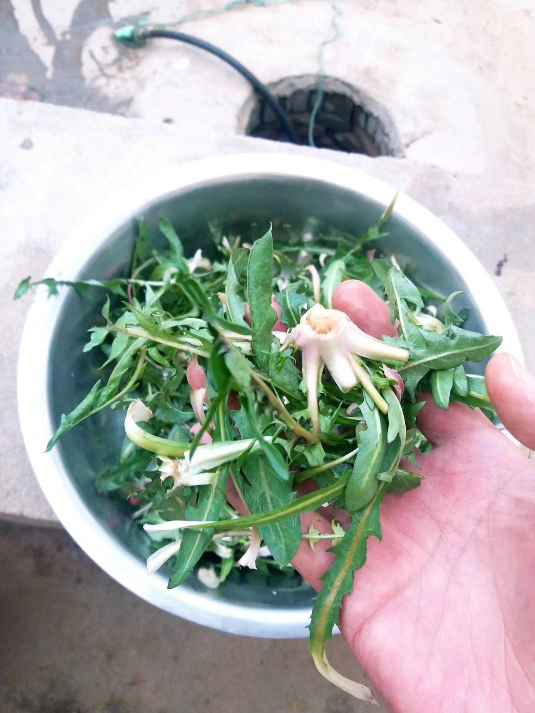 蒲公英炒鸡蛋