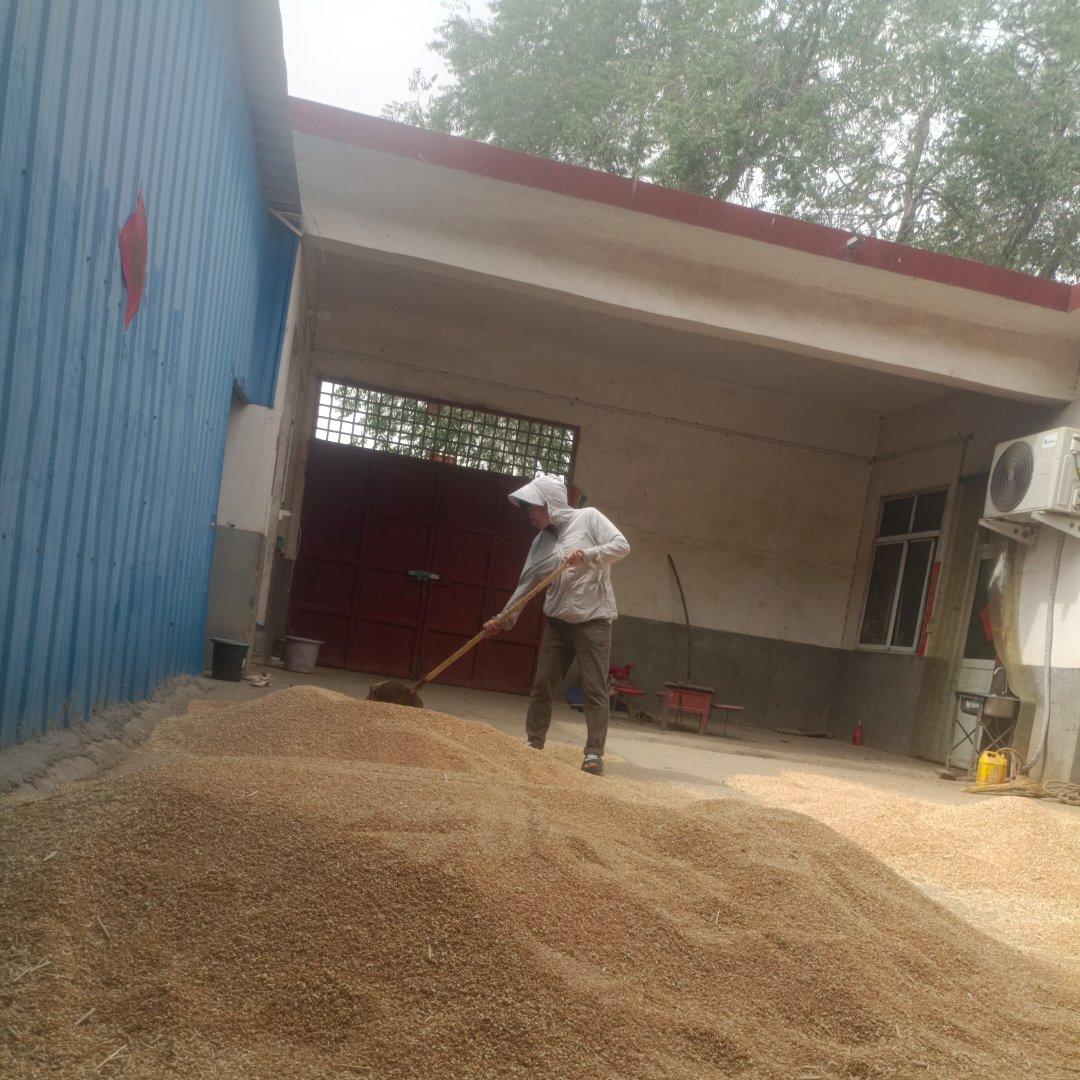 烧｜啤酒龙虾Lobster with Beer