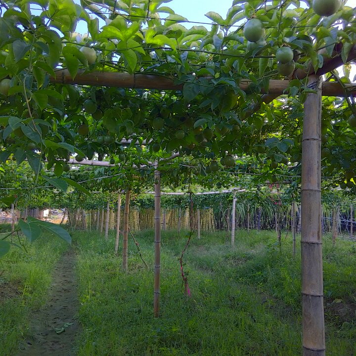 手机用户航帆远行