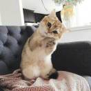 爱美食的瑕疵家