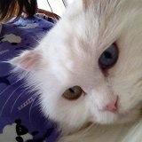 两小无猜爱Melody