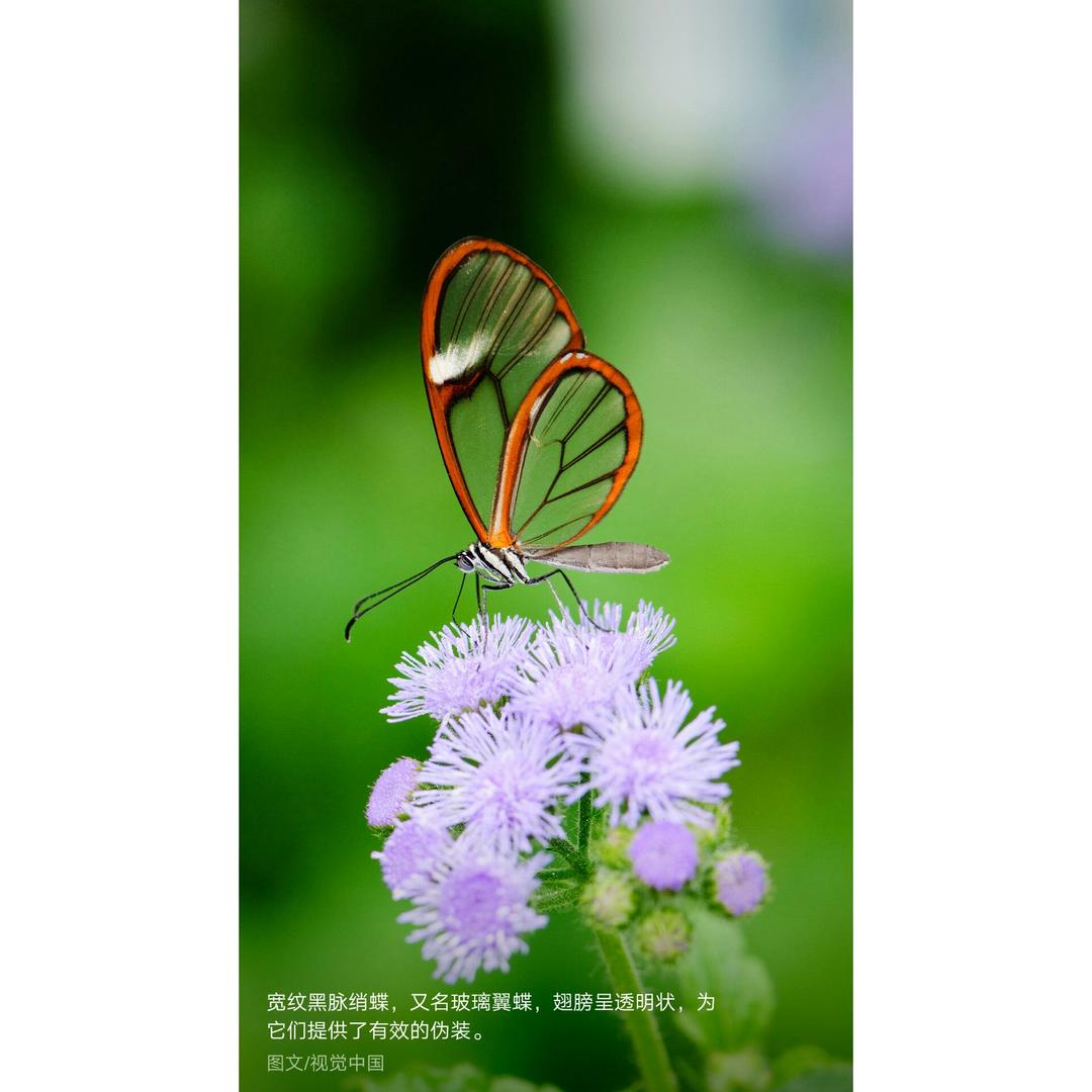 一花一世界