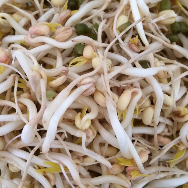 自发绿豆芽