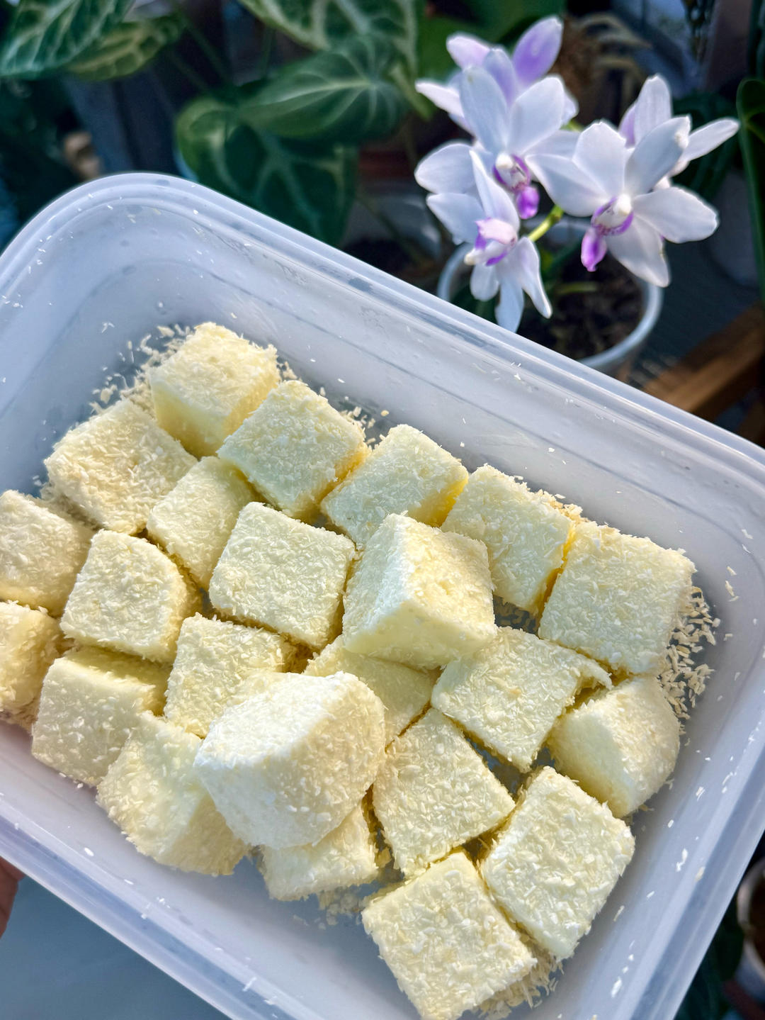 完胜85度C牛奶椰丝小方