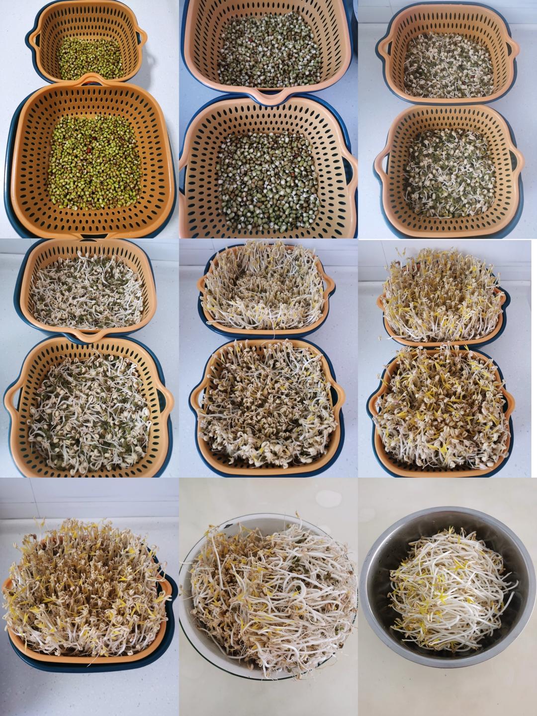 自发绿豆芽/自生豆芽/自制豆芽