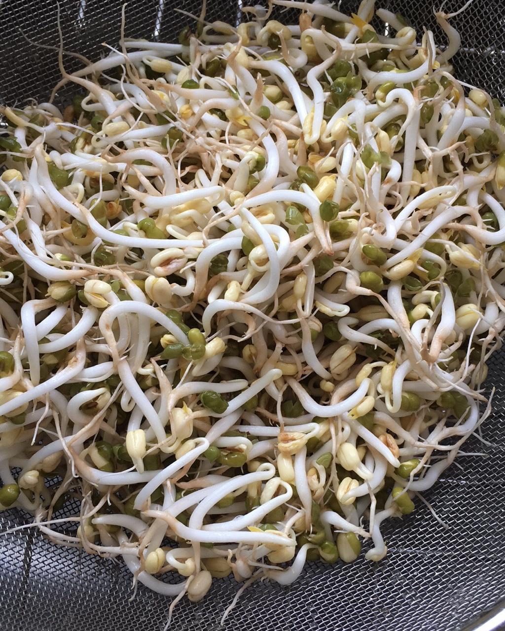 家庭自发绿豆芽