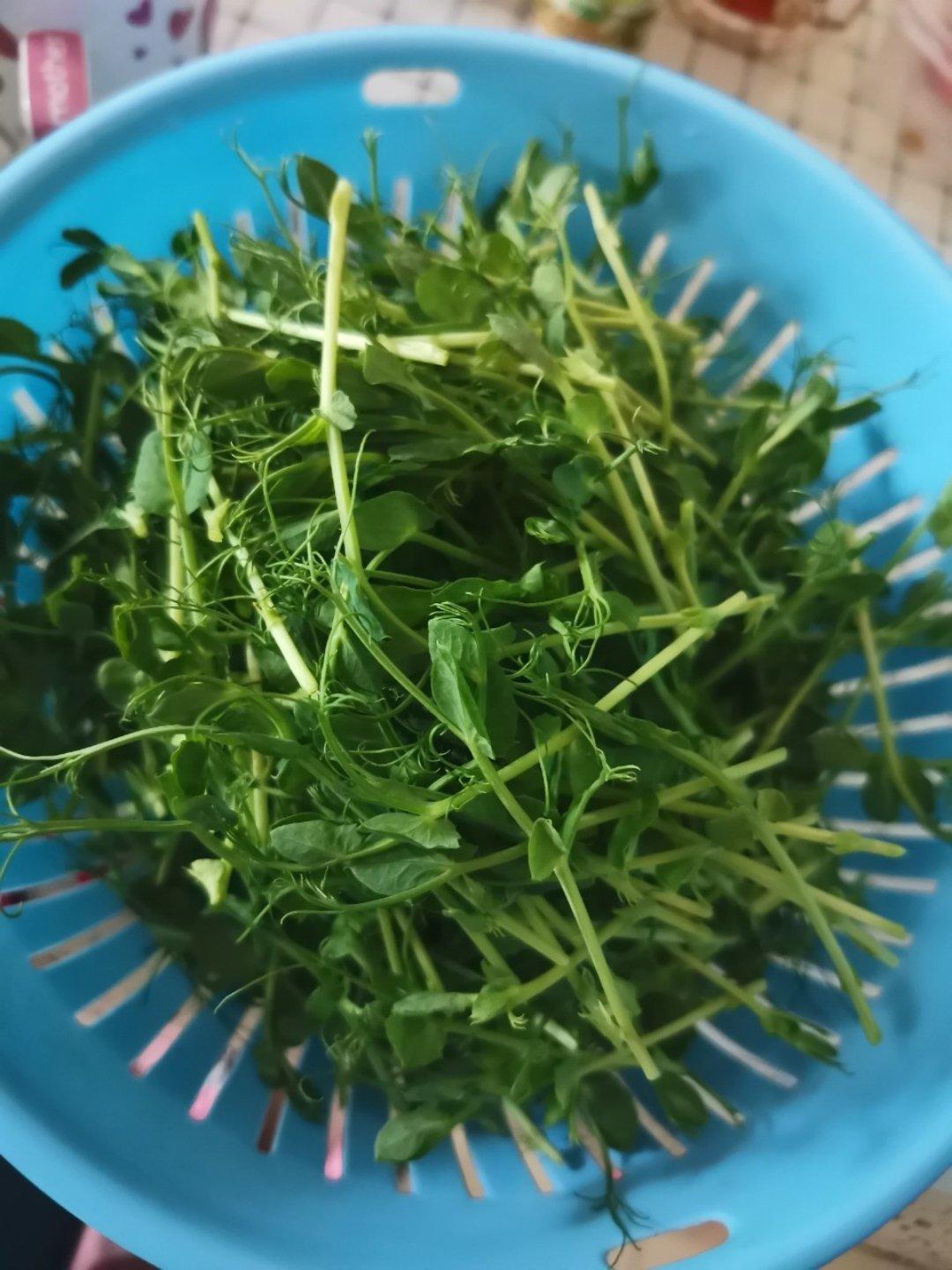 家庭水培豌豆苗