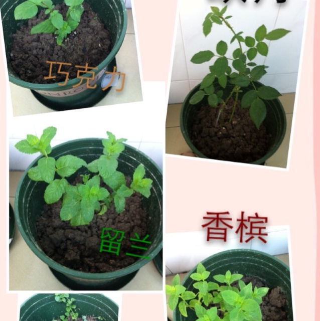 薄荷集