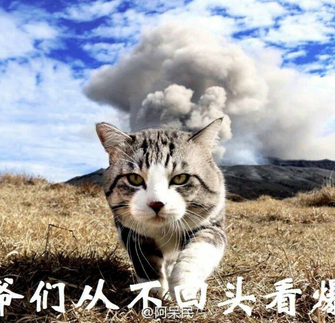 猴猴几