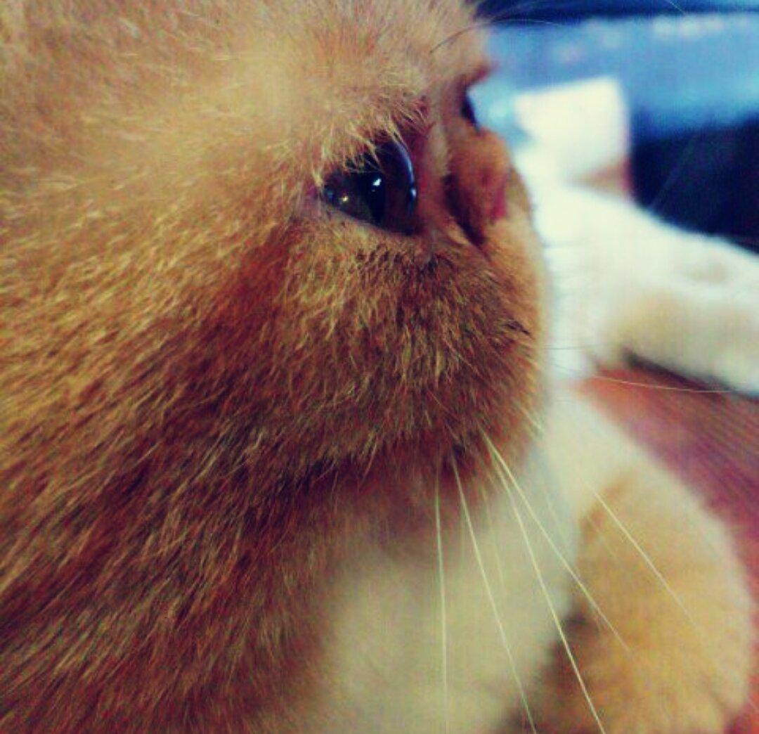 呲获