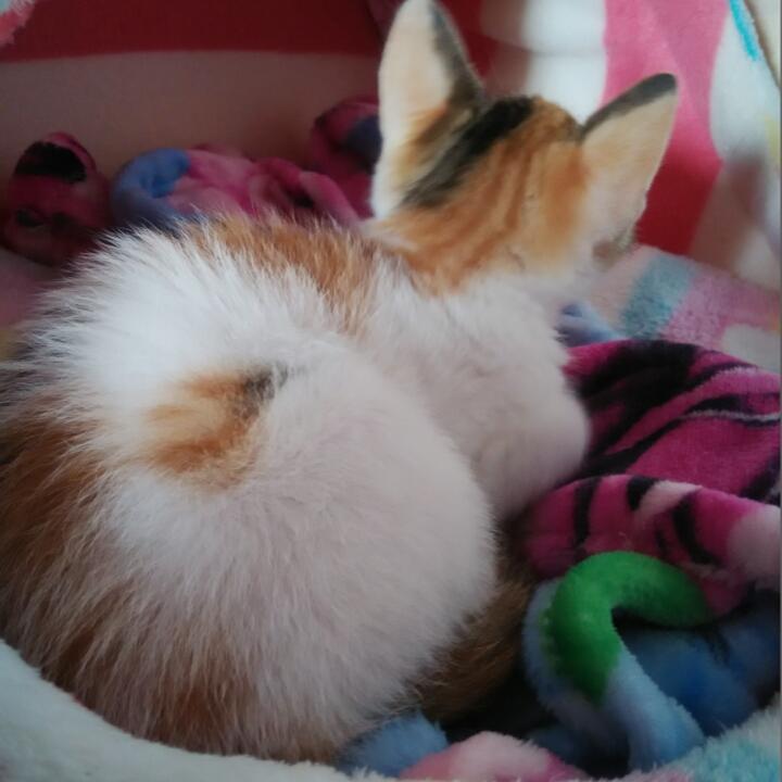 朱婉_傻婉