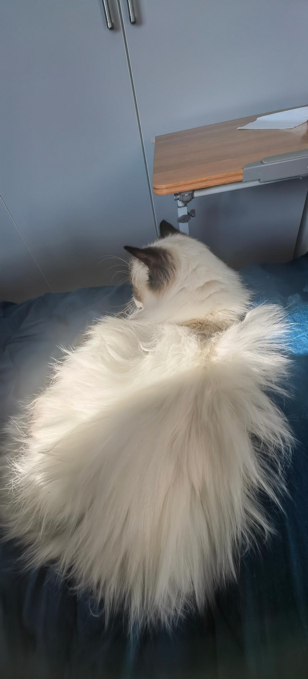 萄式蛋挞空气炸锅版