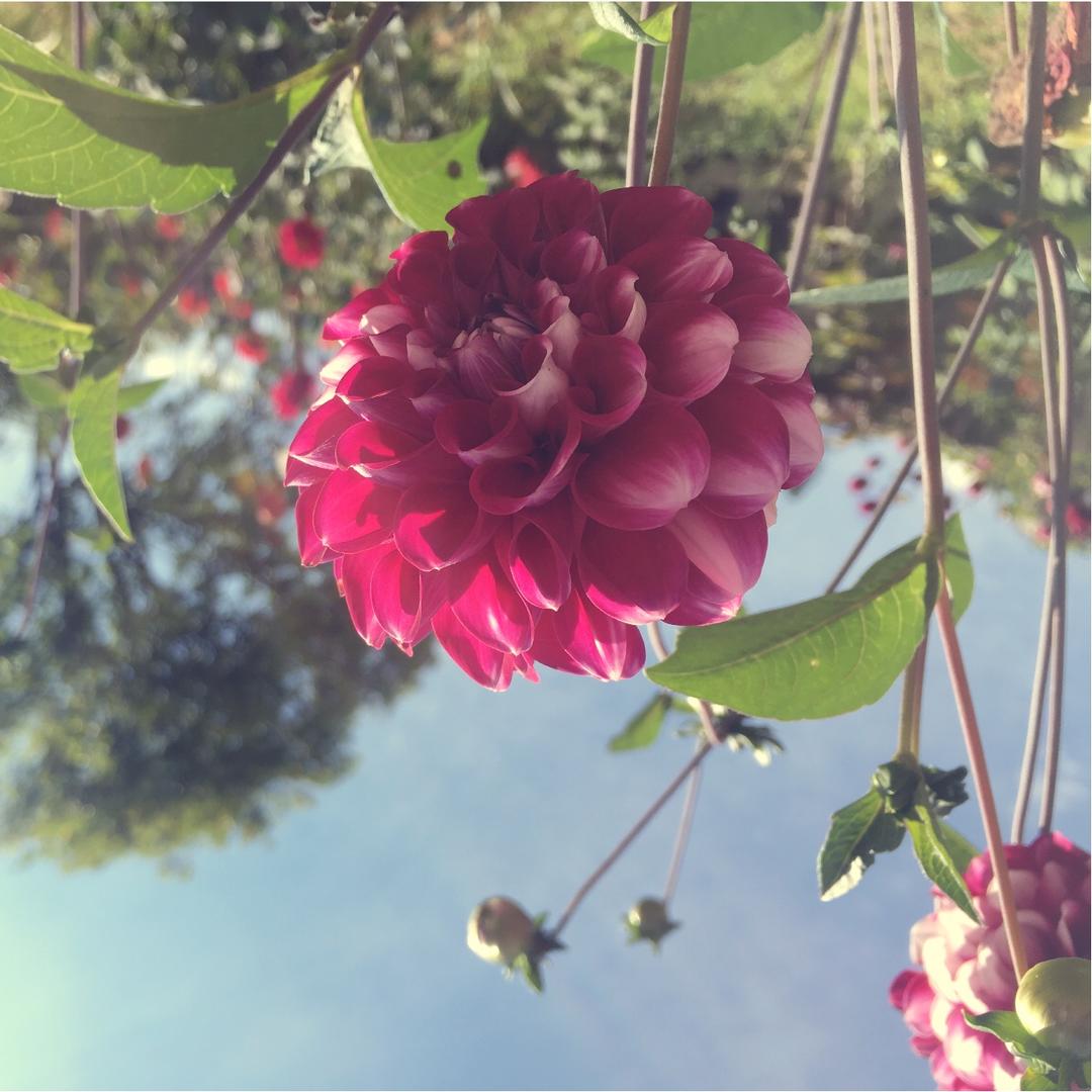 香辣小龙虾-超详细处理干净步骤！