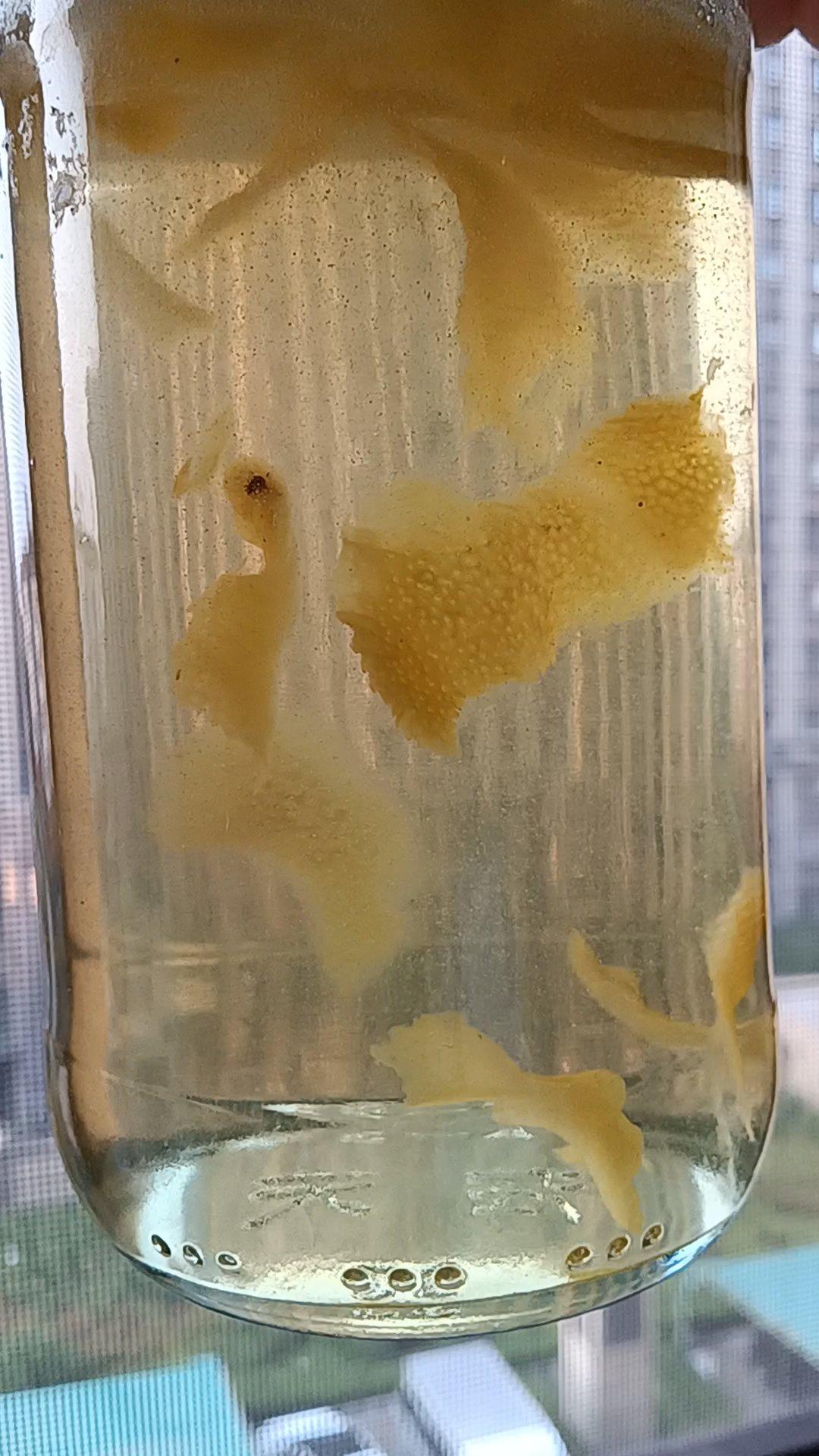 柠檬茶好喝的秘诀！万能果茶冰糖浆全套教程！做法简单到封神！