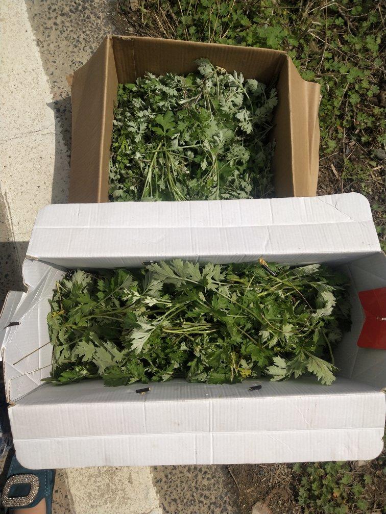 青团原料 | 艾草泥（汁）的做法