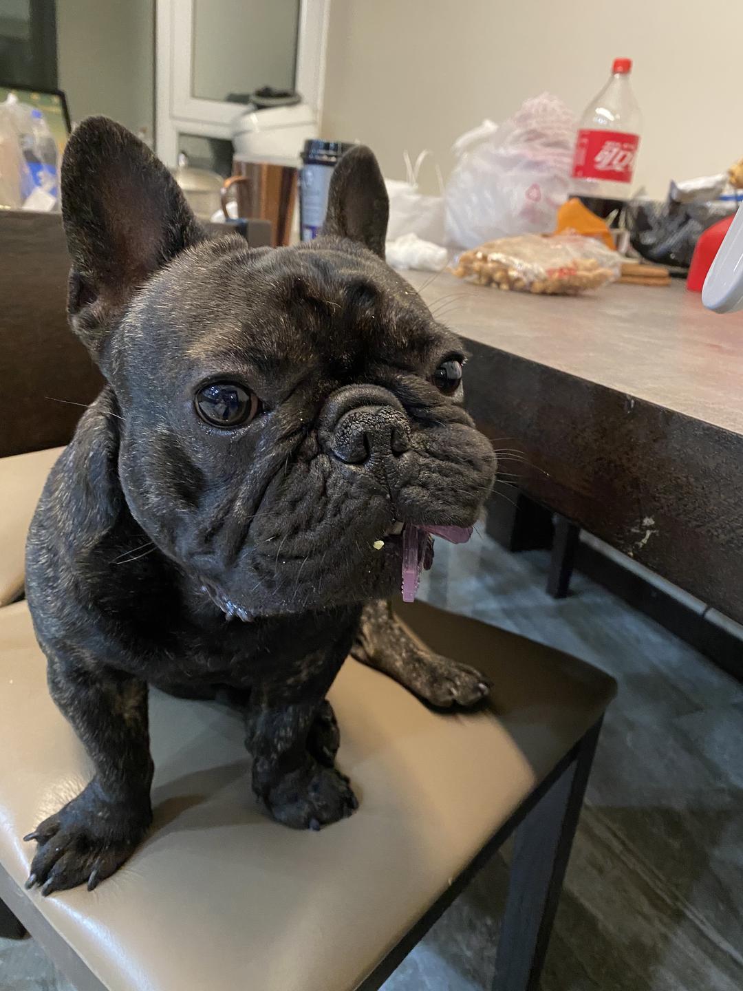 烤乳狗的做法 步骤3