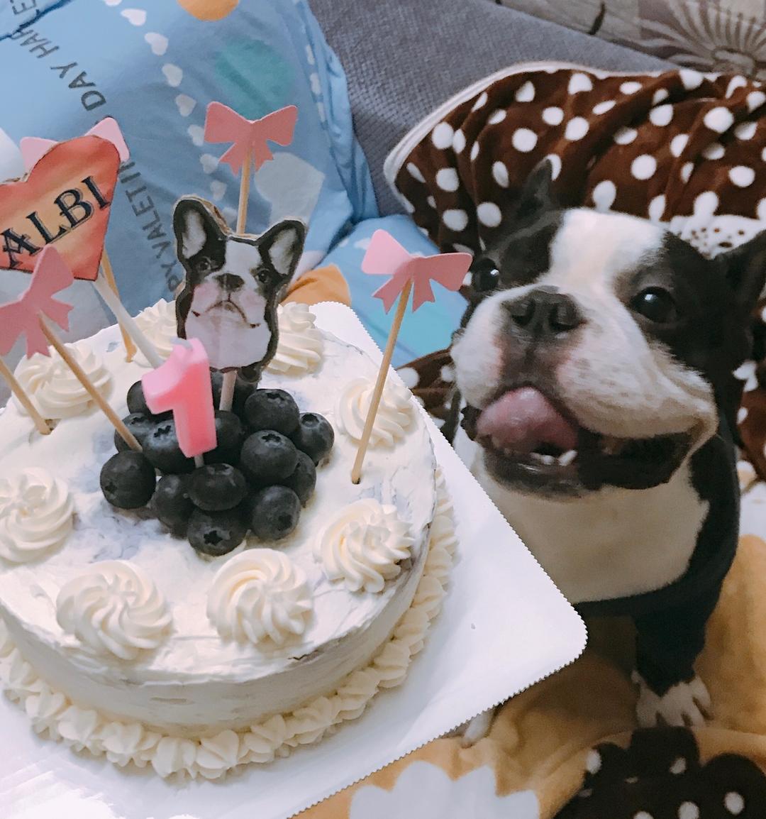 疯狂de吸猫少女做的狗狗生日蛋糕