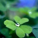 芝麻小蜜蜂的鈴喬妈妈