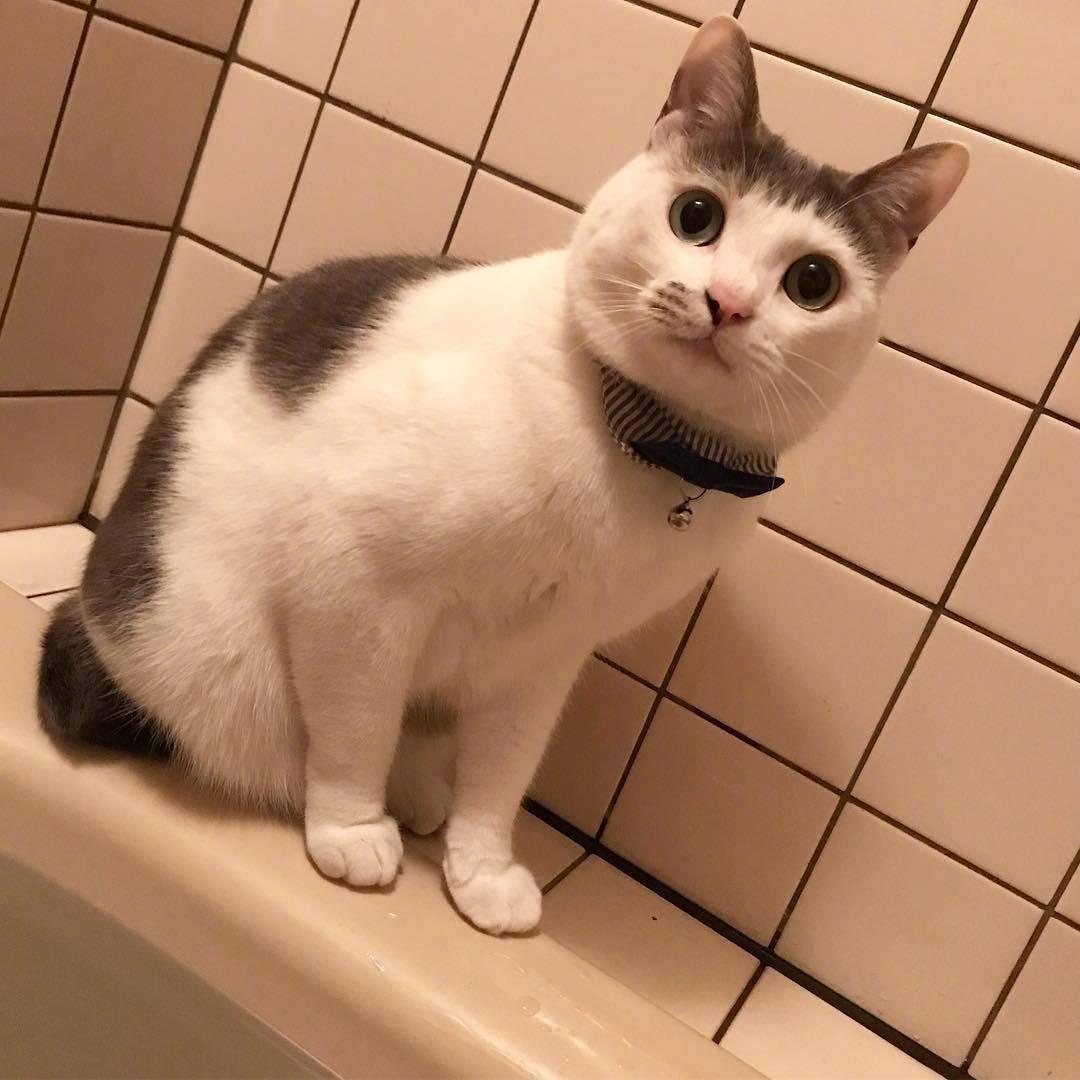 凉拌杏鲍菇的做法