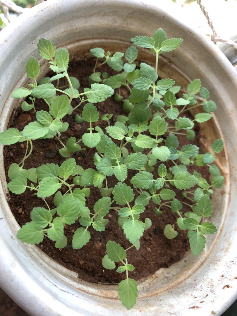 consuelanm5c做的薄荷种植手册如何把你的薄荷养到爆盆