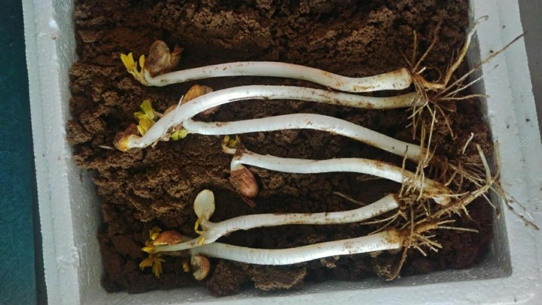 自己动手种花生芽