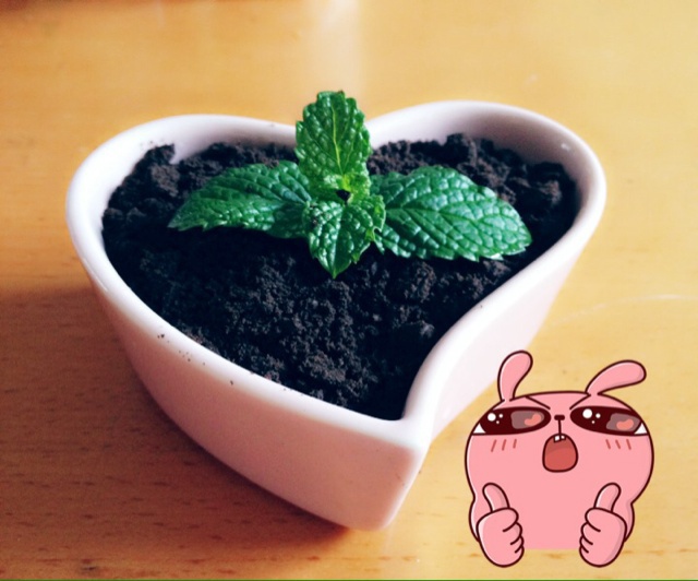 酸奶盆栽/继续延续小清新风/治愈系甜品