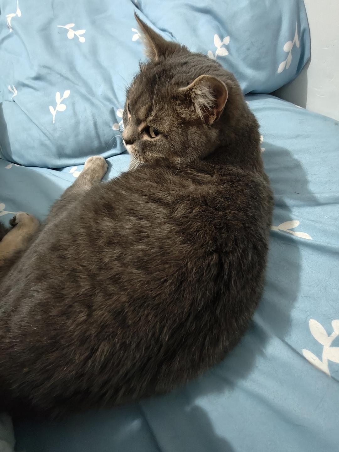蚕豆鲜笋肉汤的做法