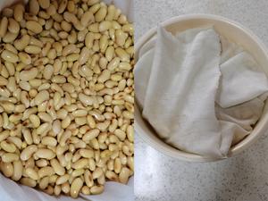 自制黄豆芽，也是家里的生物课哦😊的做法 步骤3