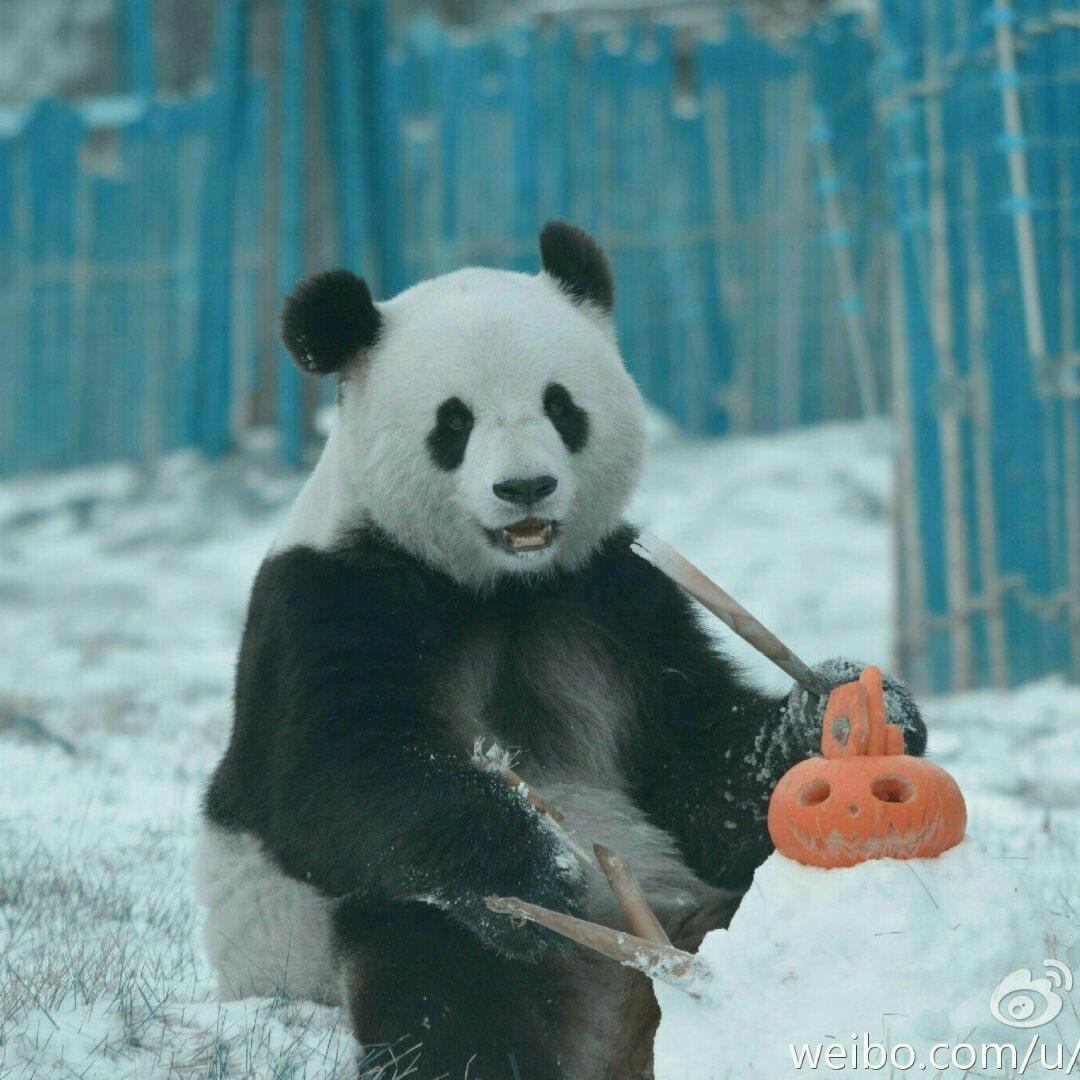 思嘉吃笋