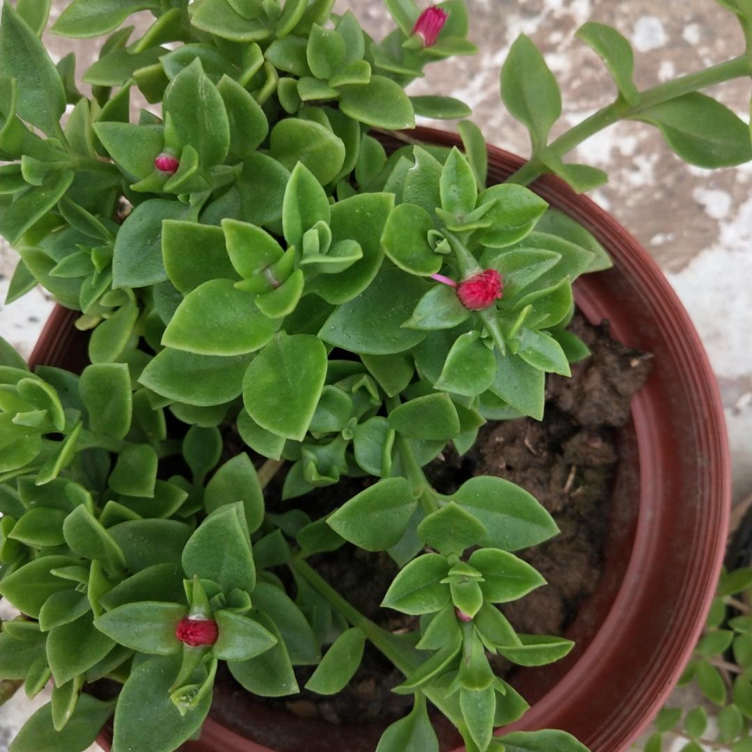 夏梦秋