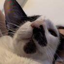 AAA海拉鲁猪猪头套代购