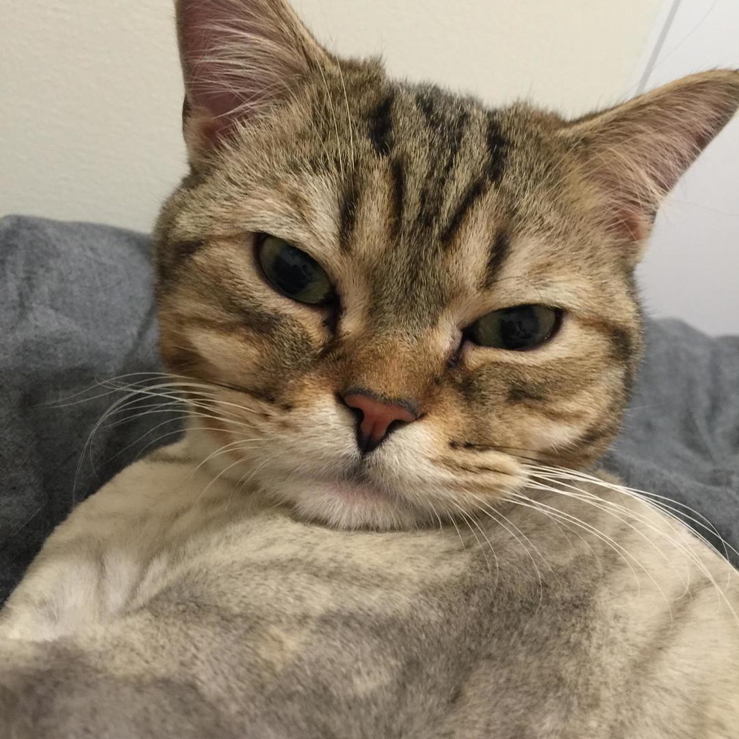 给我家猫哥狗孩的饭饭的做法