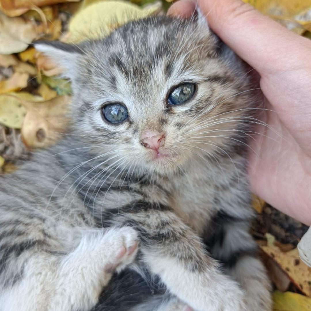 巧克力的幸福生活