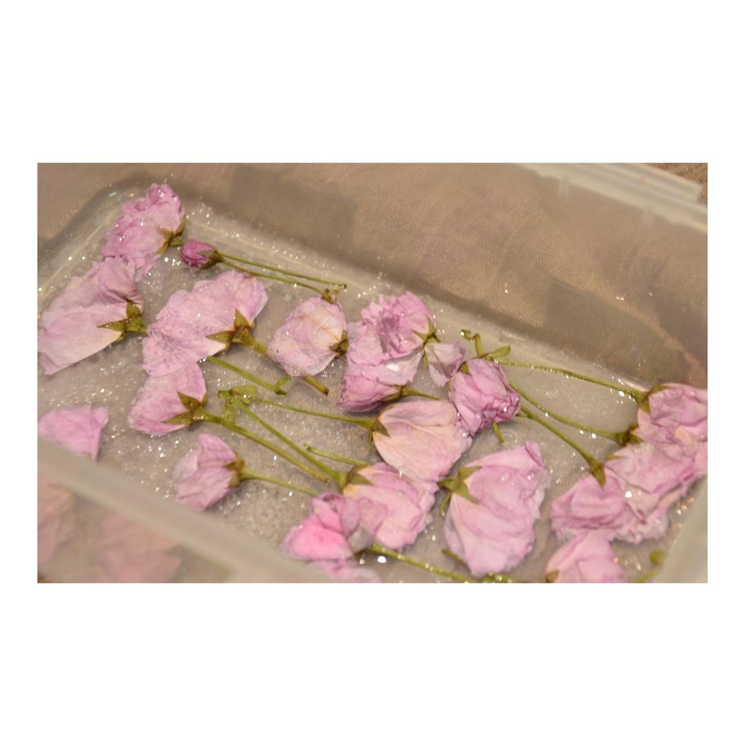 盐渍樱花/盐渍樱叶/樱花酱日式做法