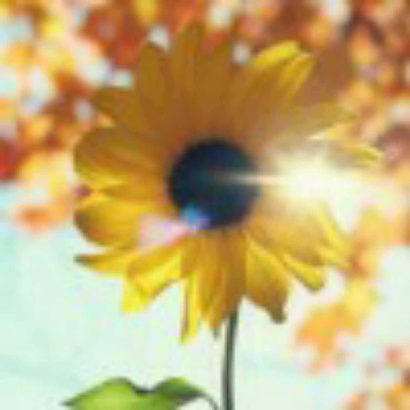sunflower_xq