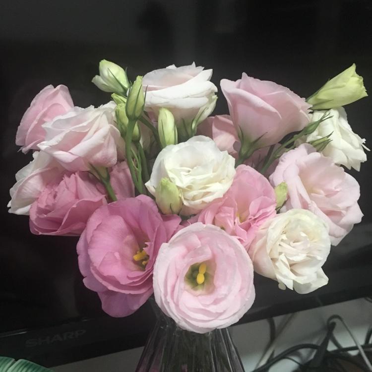 诗酒趁年华有酒有诗