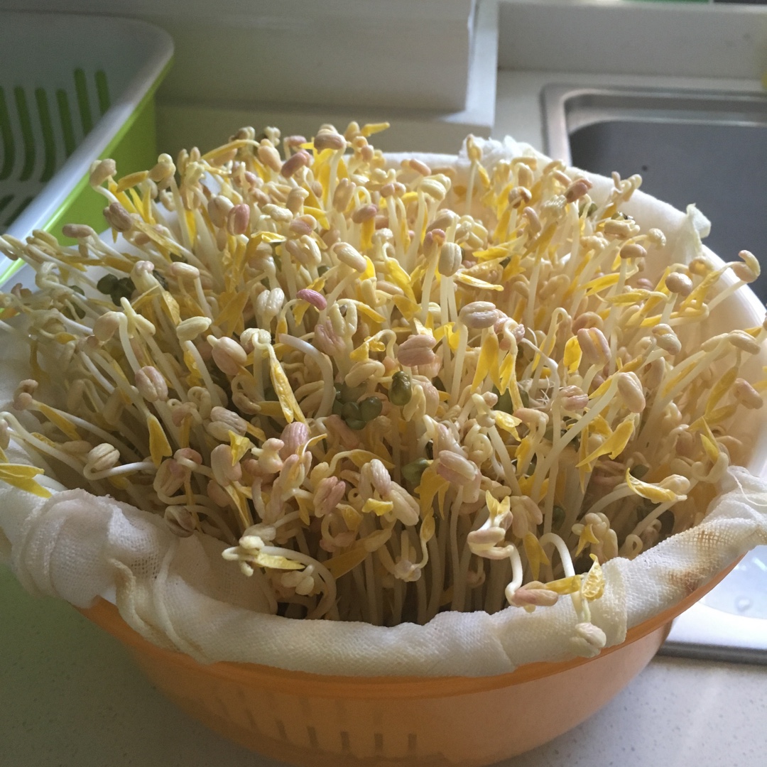 自制豆芽 来来小米粒做的自制豆芽 ,,洗菜篮,餐巾纸或纱布