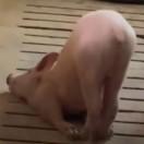 Doggie阿狗