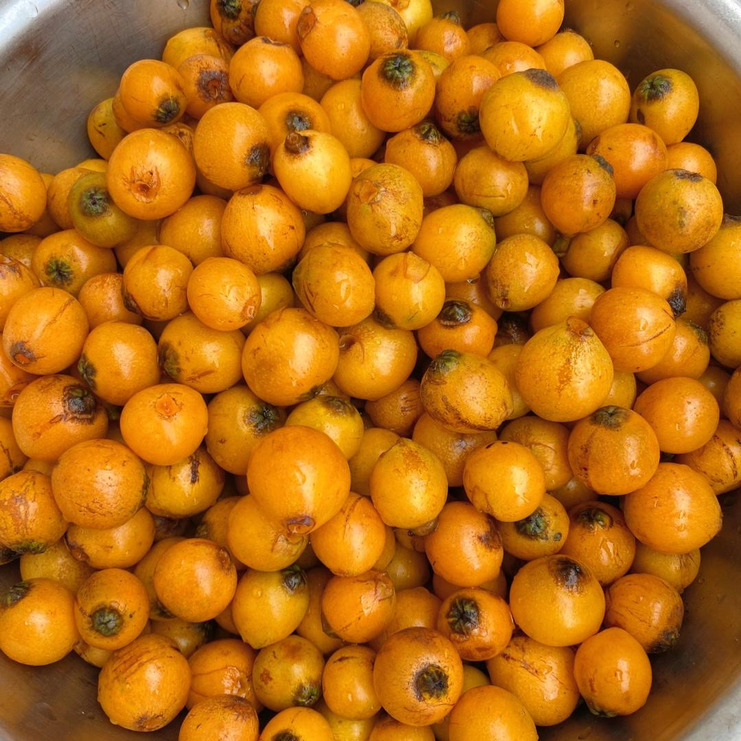 蜜炼枇杷膏