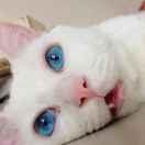 泳懿是个猫