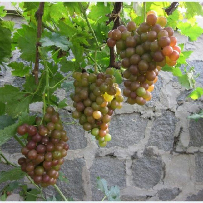 午餐•2014年8月17日