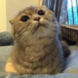 cookiecatcatcat
